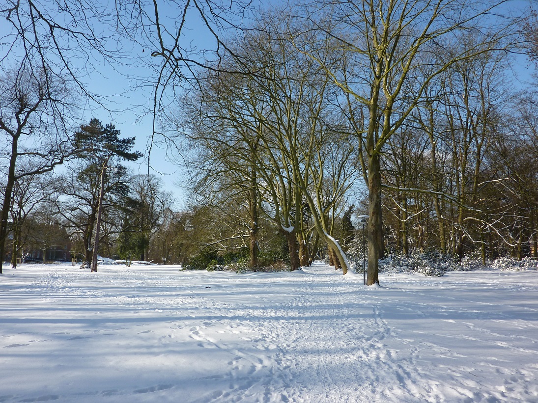 Schlossparkbaeume im Schnee